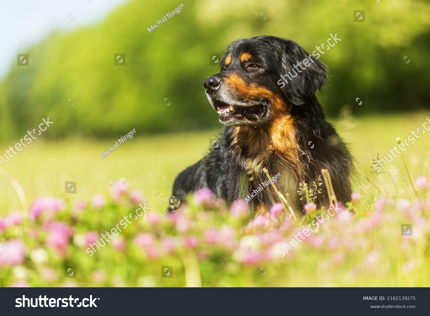 Dog Hovawart Gold Black Poses Lying Stock Photo 2162139275 | Shutterstock