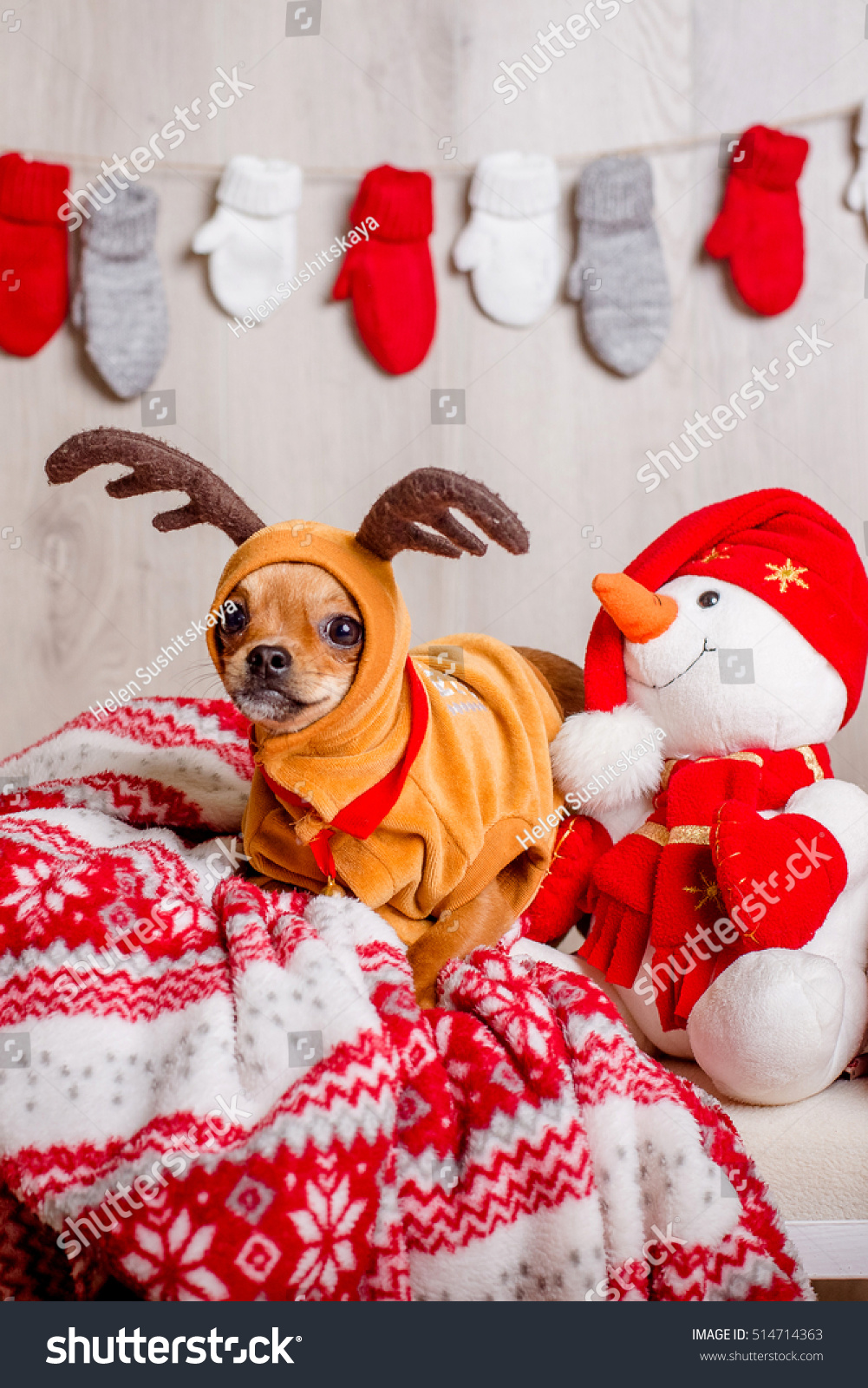 reindeer outfit dog