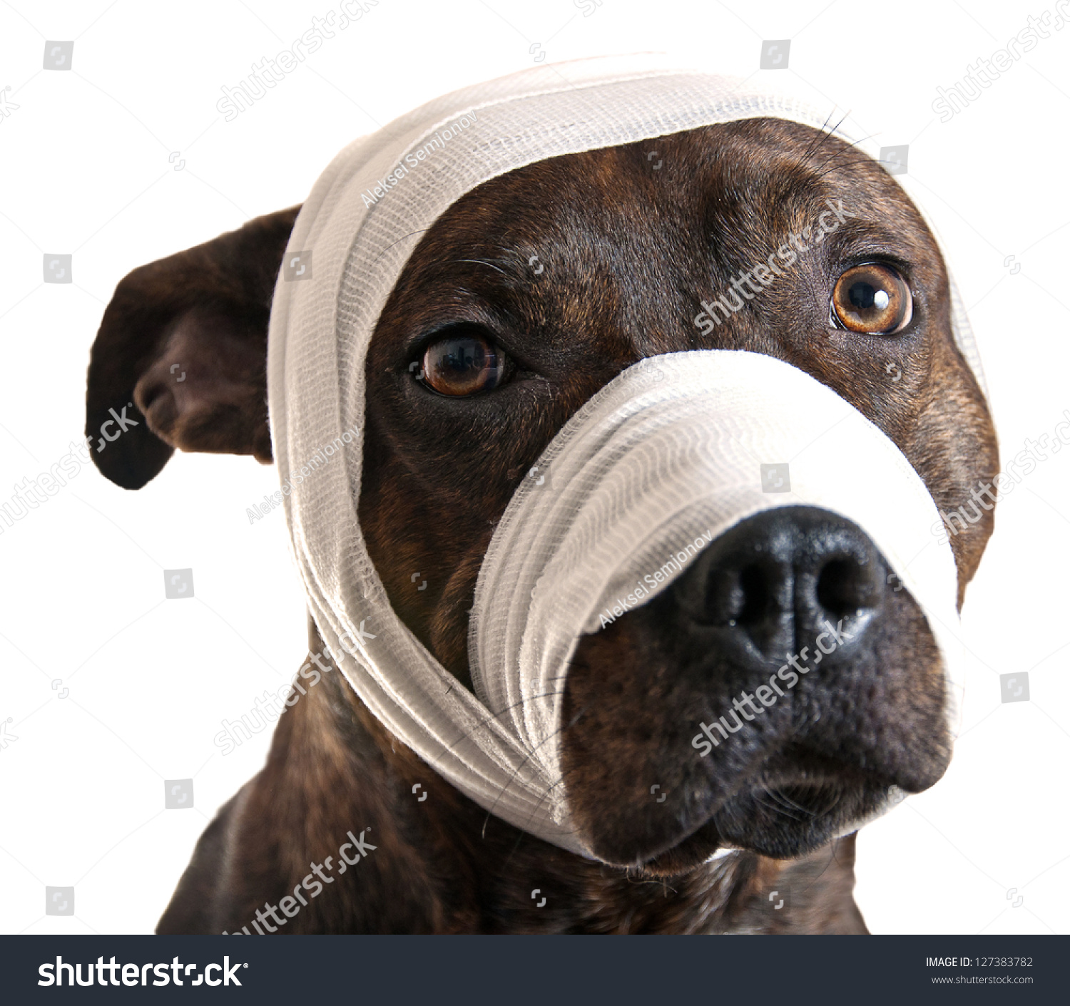 Dog Bandages Stock Photo 127383782 - Shutterstock