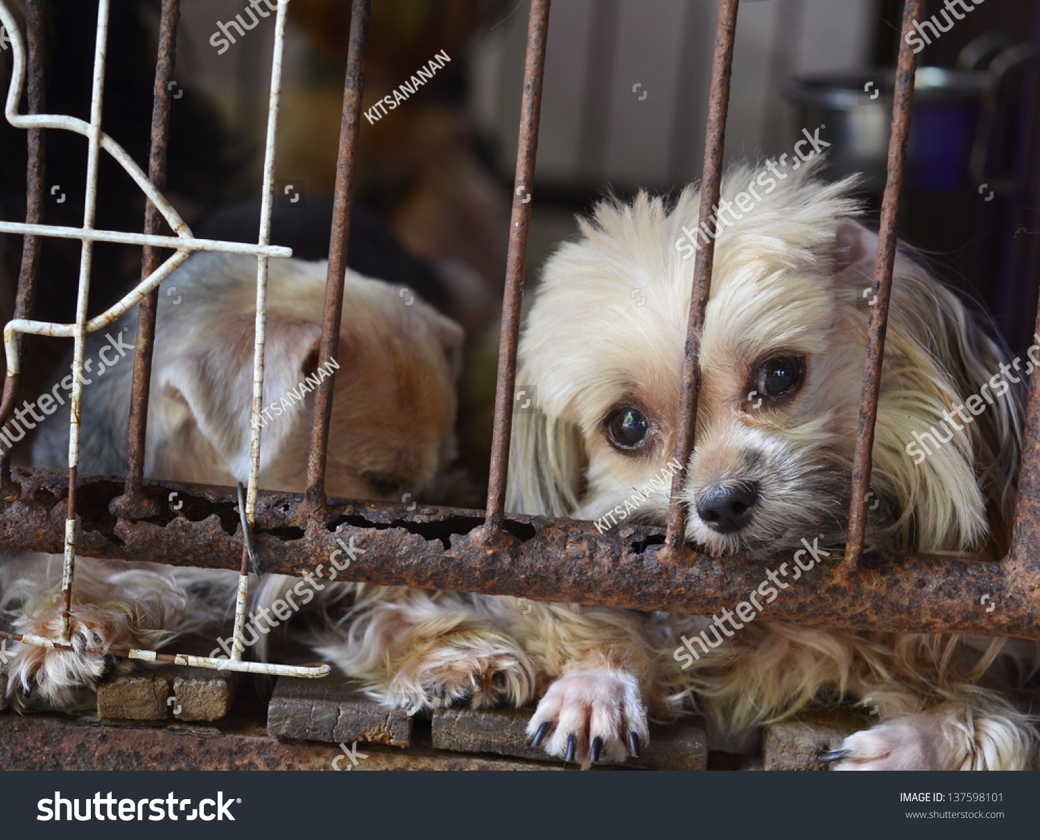 dog-in-cage-photo-libre-de-droits-137598101-shutterstock