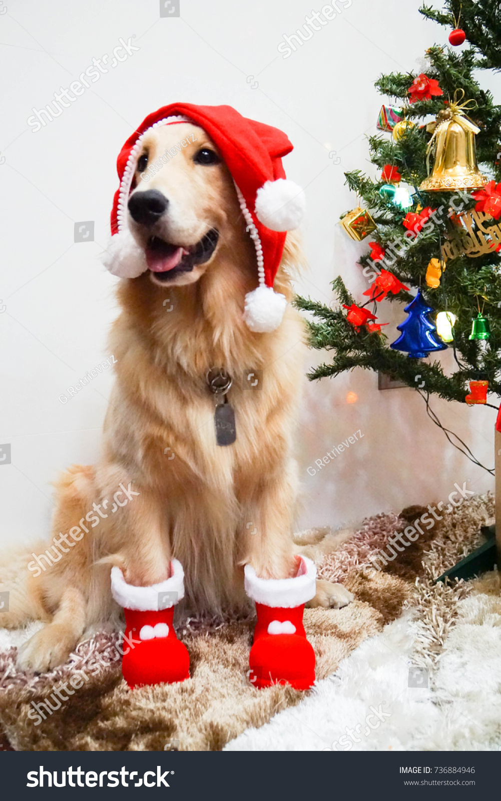 dog christmas shoes