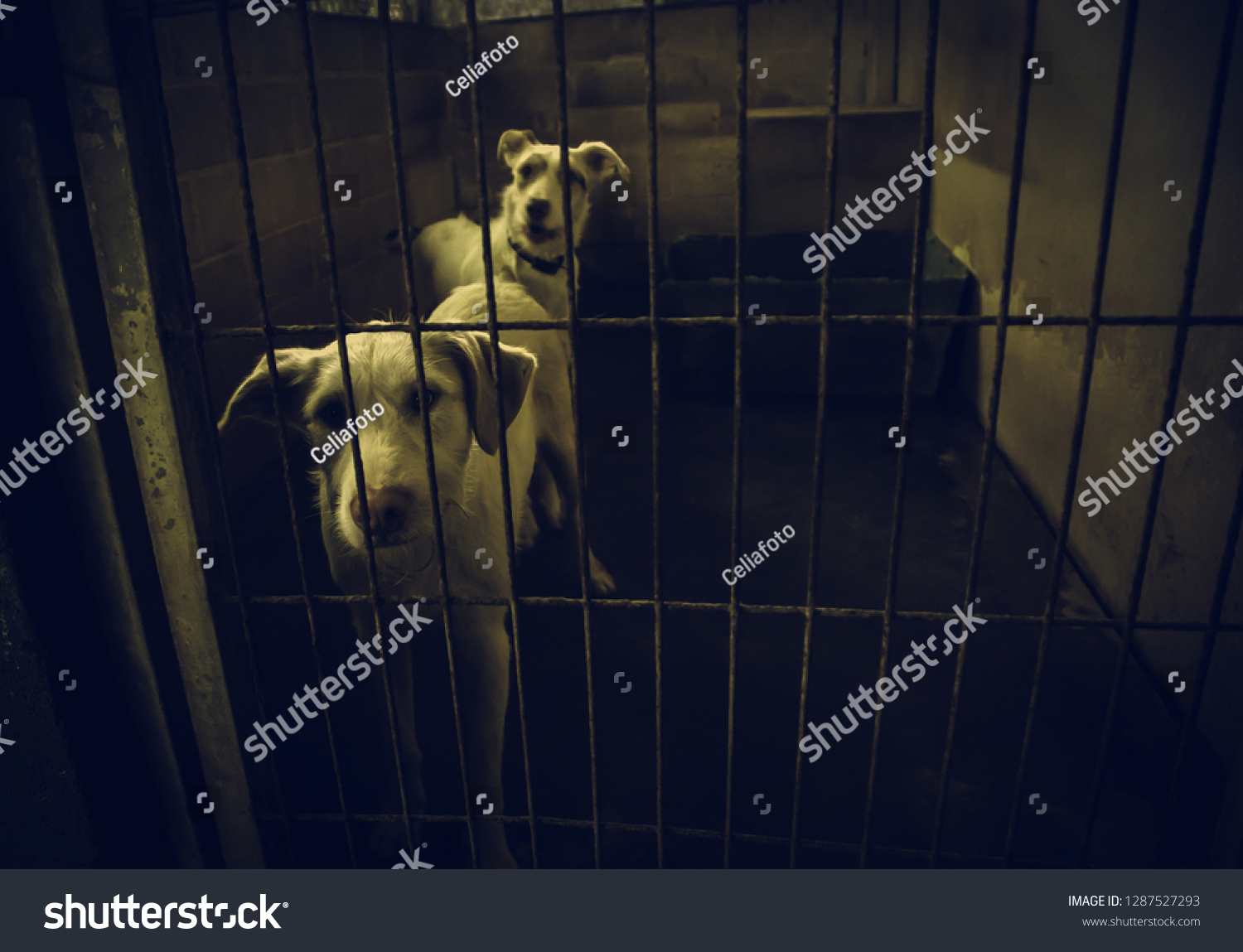 Dog Enclosed Kennel Abandoned Animals Abuse Stock Photo 1287527293 ...