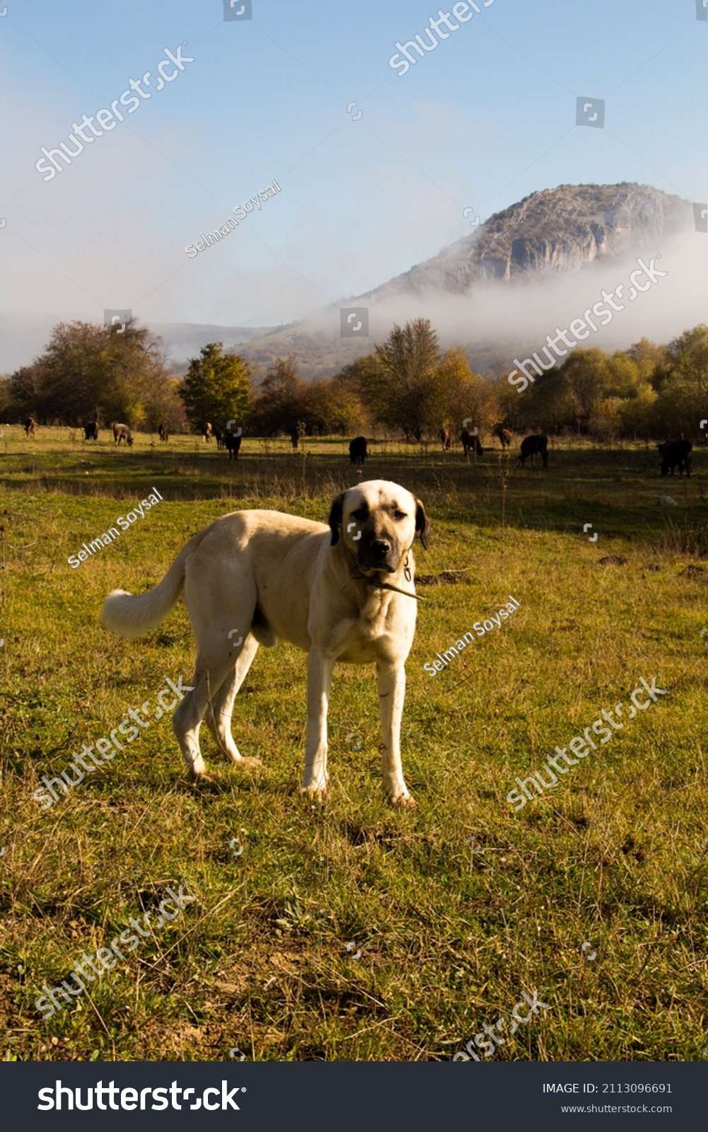 犬 横顔 イラスト の写真素材 画像 写真 Shutterstock