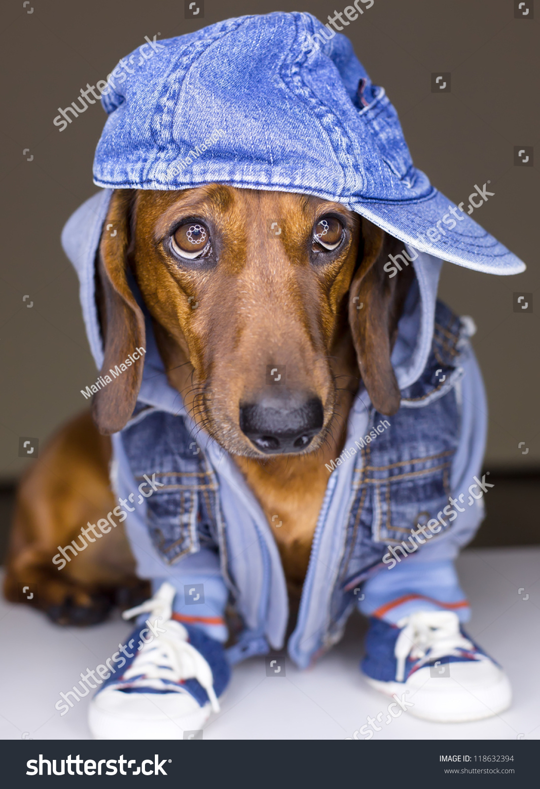 Dog jeans : 14 707 images, photos et images vectorielles de stock