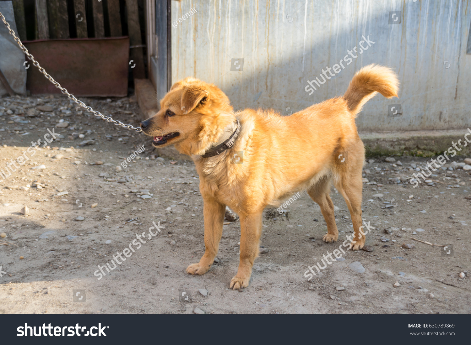 backyard dog chain