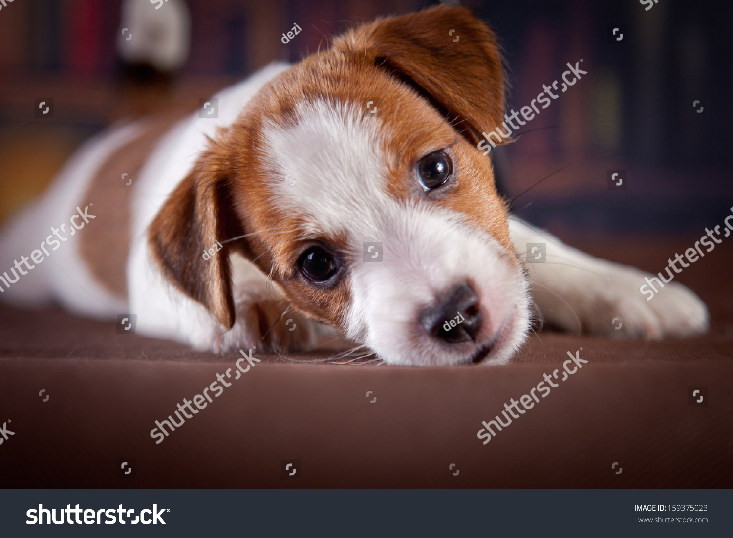 australian shepherd jack russell terrier dog library jack russell terrier stock photo 159375023 shutterstock australian shepherd jack russell terrier dog library jack russell terrier stock photo 159375023 shutterstock