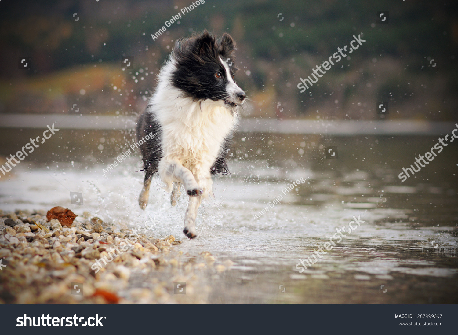 sheepdog in action