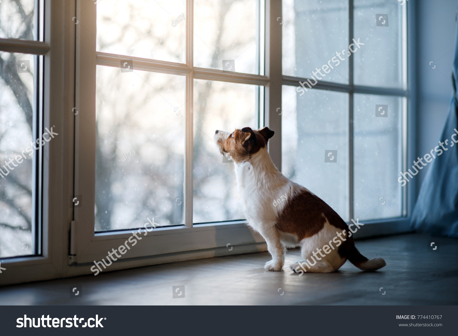 634 Dog looks out window snow Images, Stock Photos & Vectors | Shutterstock