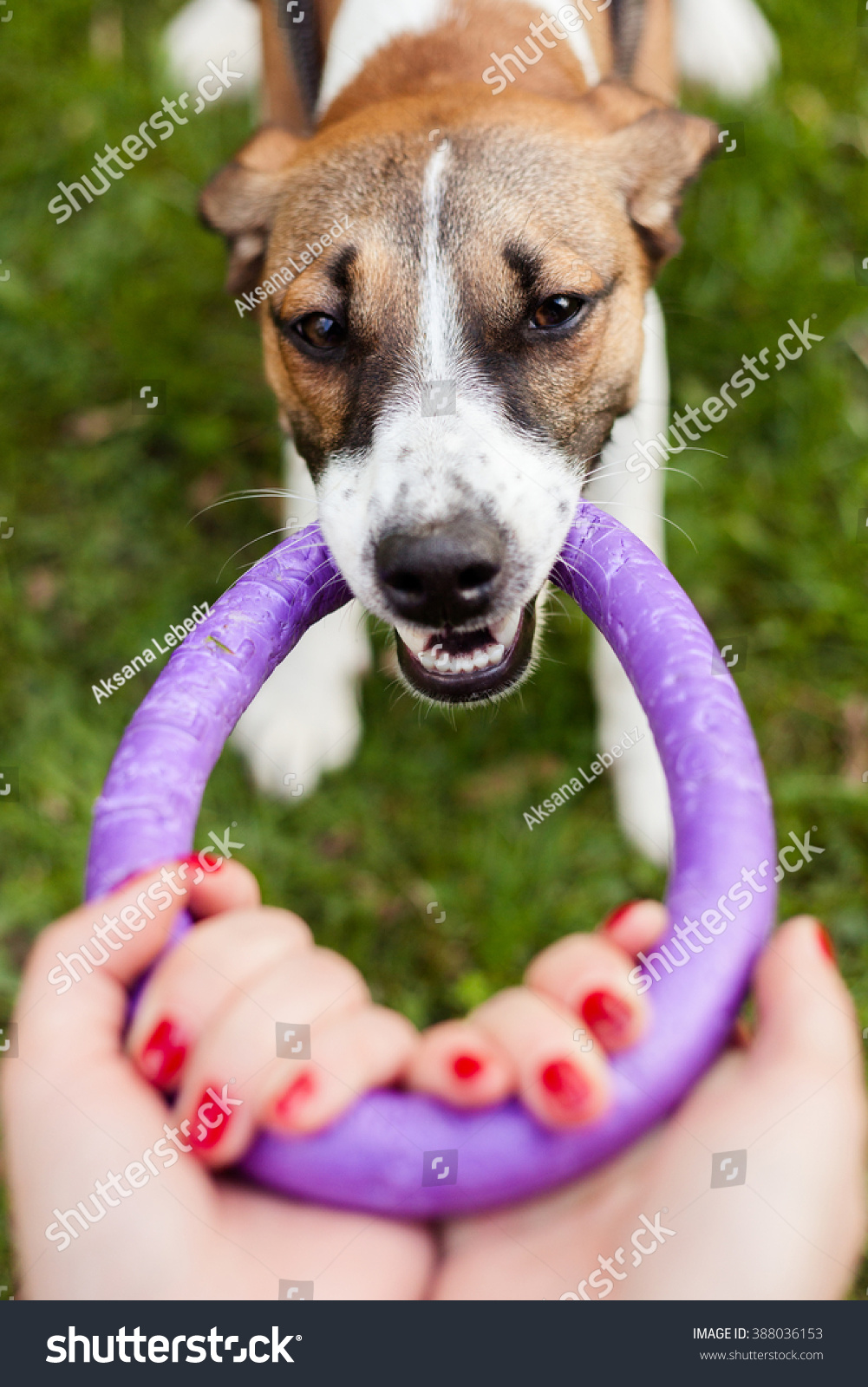 dog rubber ring