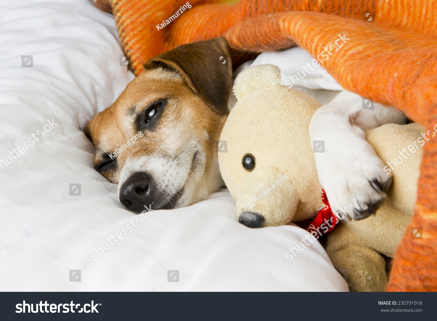 dog hugging teddy bear