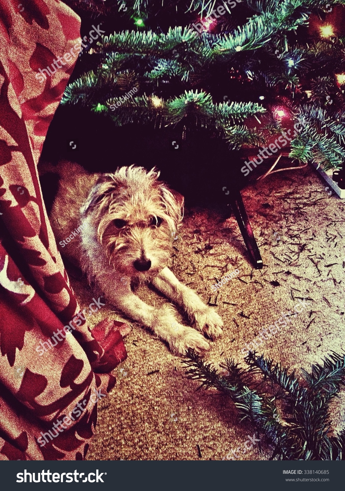 Dog Lying Under Christmas Tree Decorations Stock Photo Edit Now