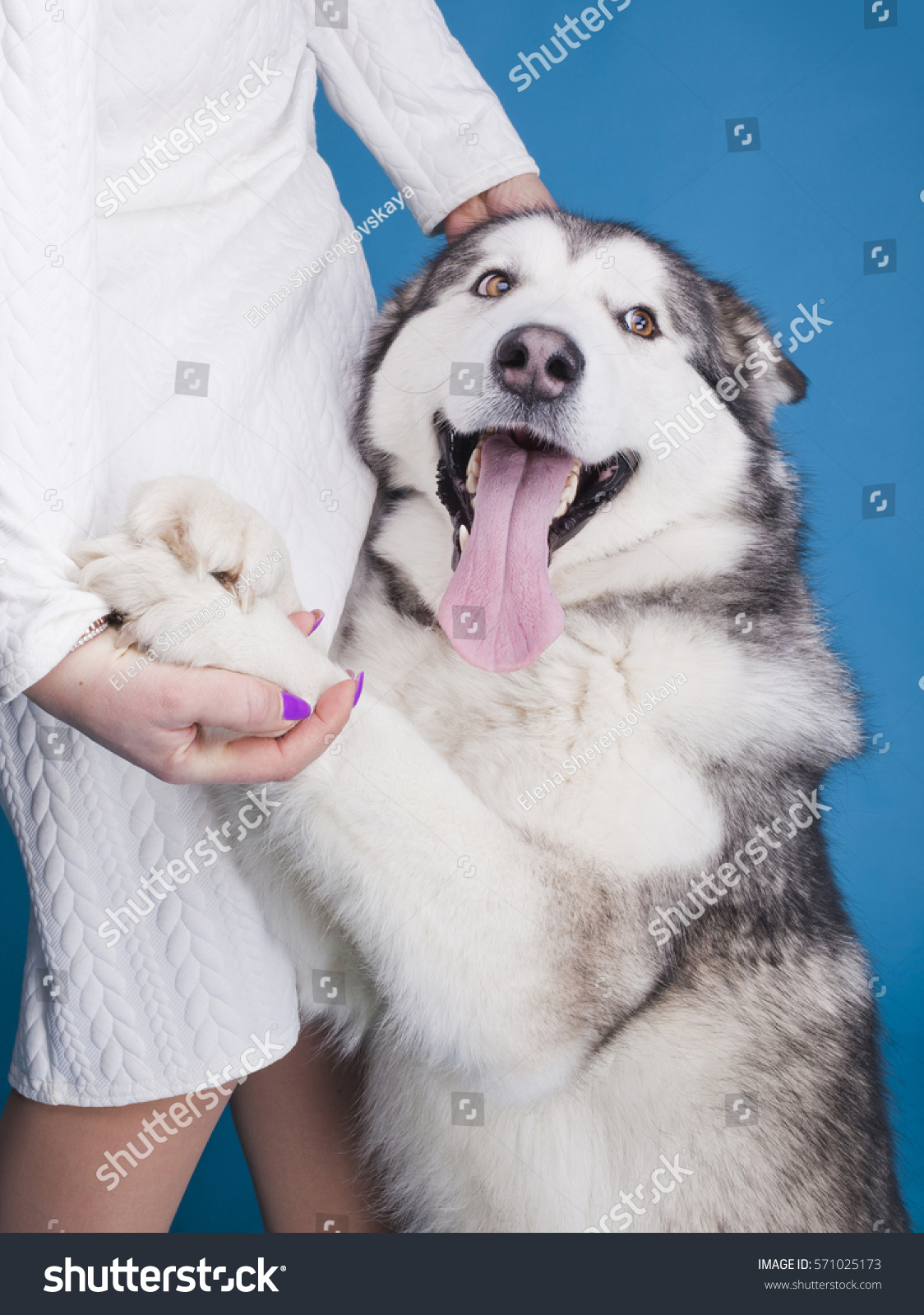 husky teddy bear dog