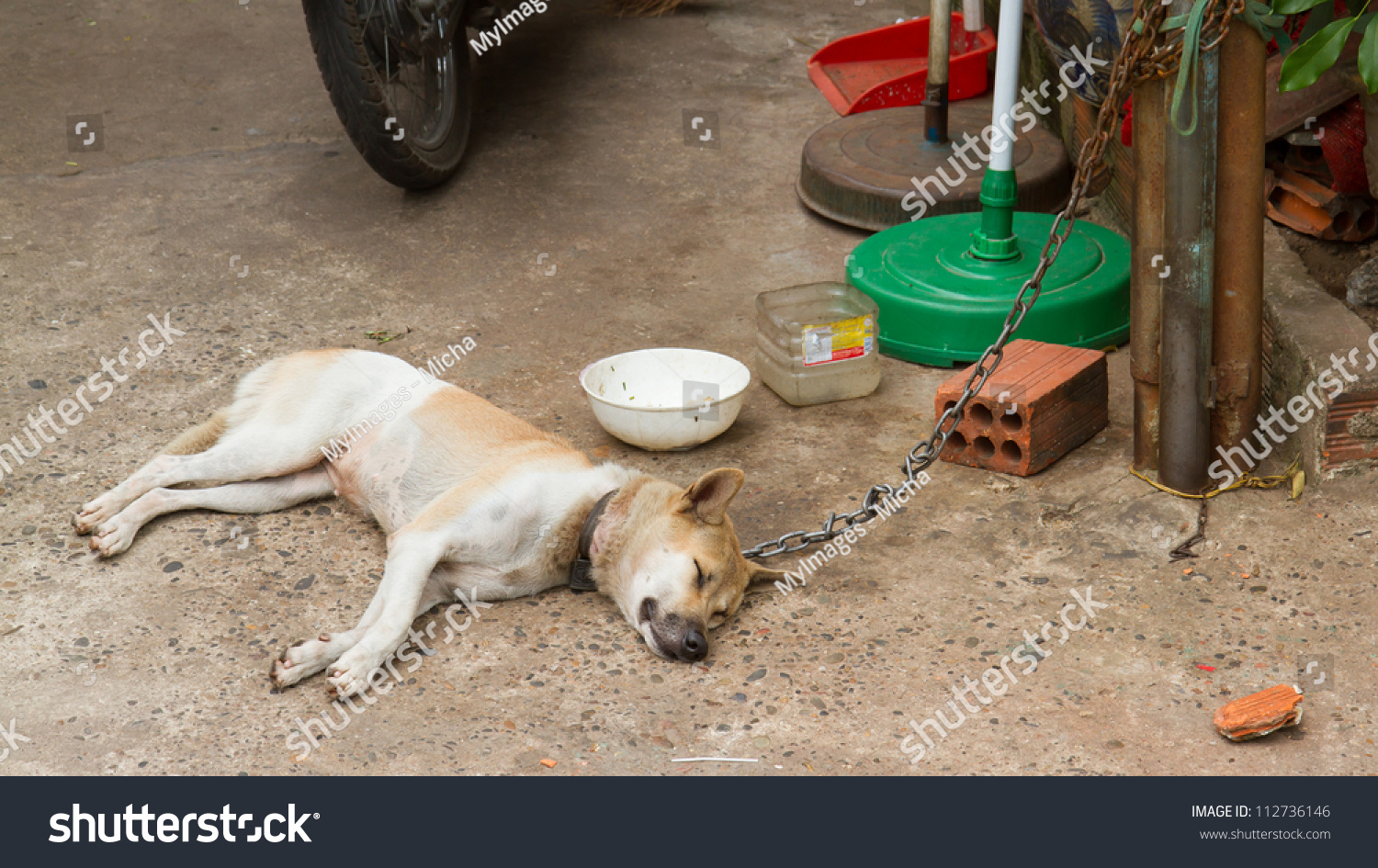 dog chain lock