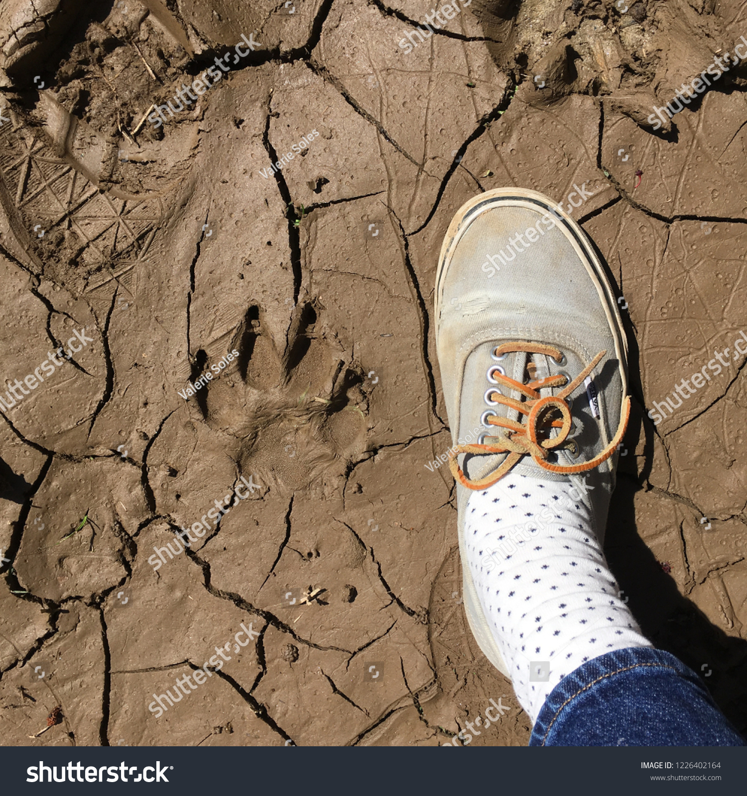 dog footprint shoes