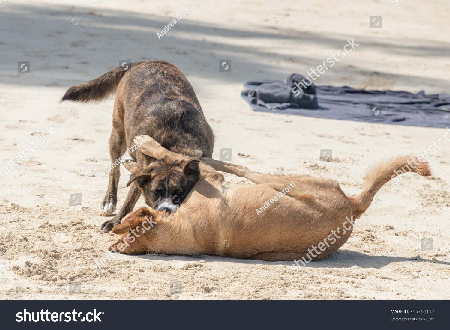 Dog Playing On Tropical Polynesian Beach Animals Wildlife Stock Image 715765117