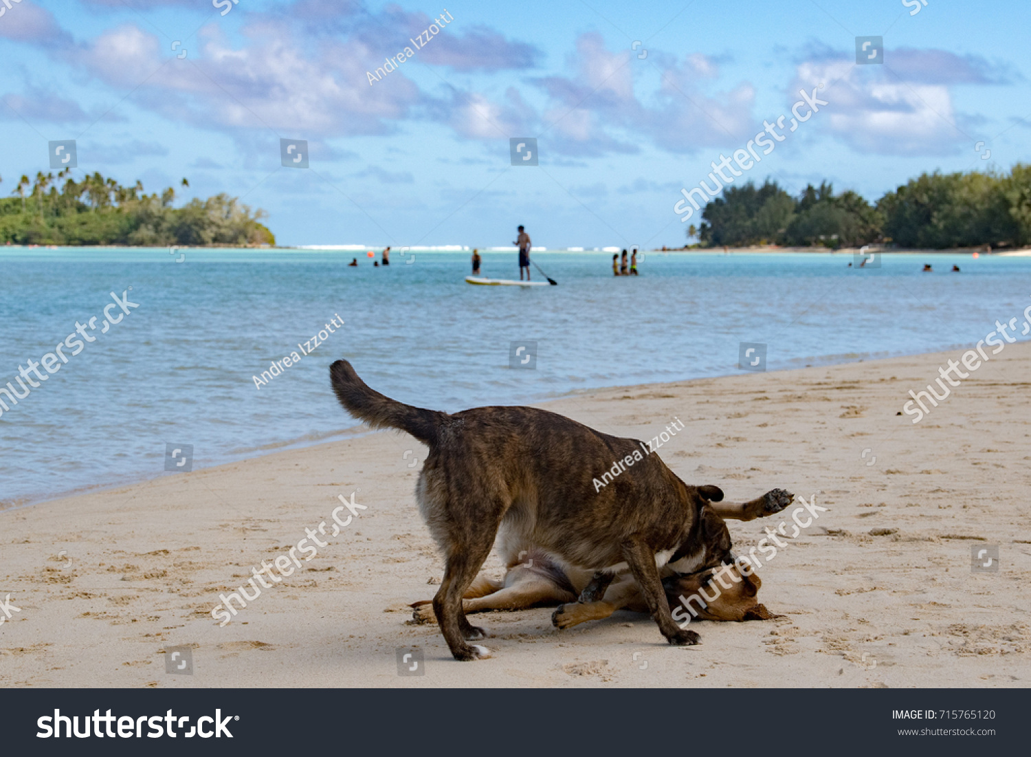 Dog Playing On Tropical Polynesian Beach Stock Photo Edit Now 715765120