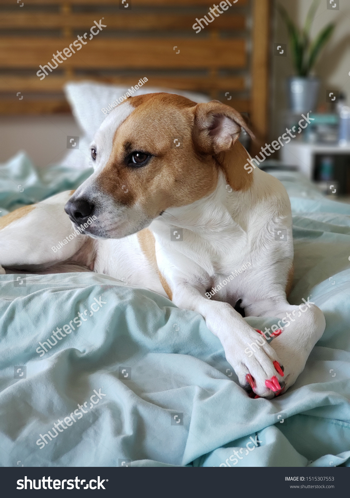 dog pedicure