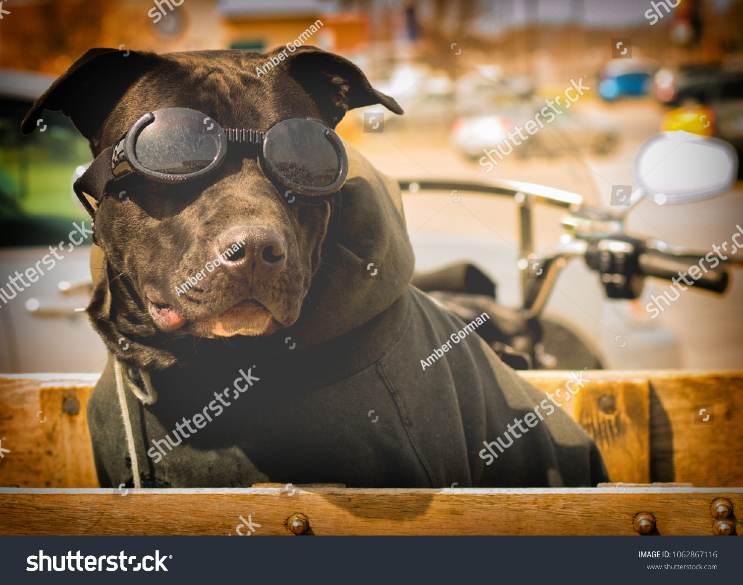 dog motorcycle glasses