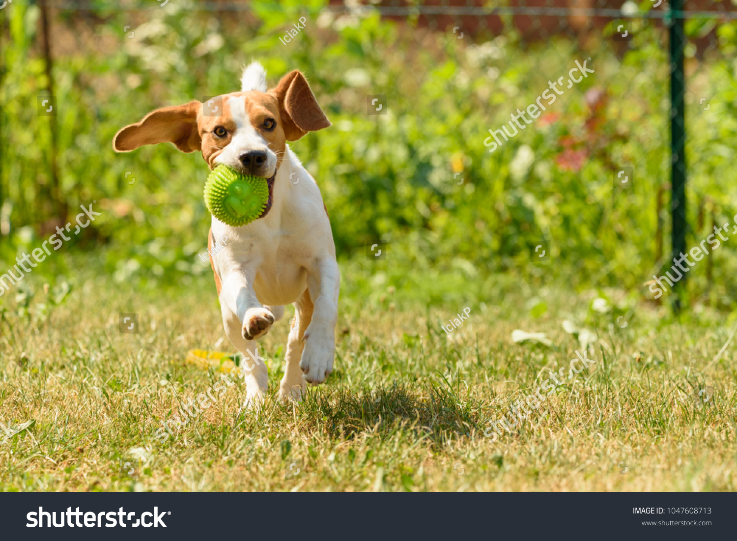 garden dog run