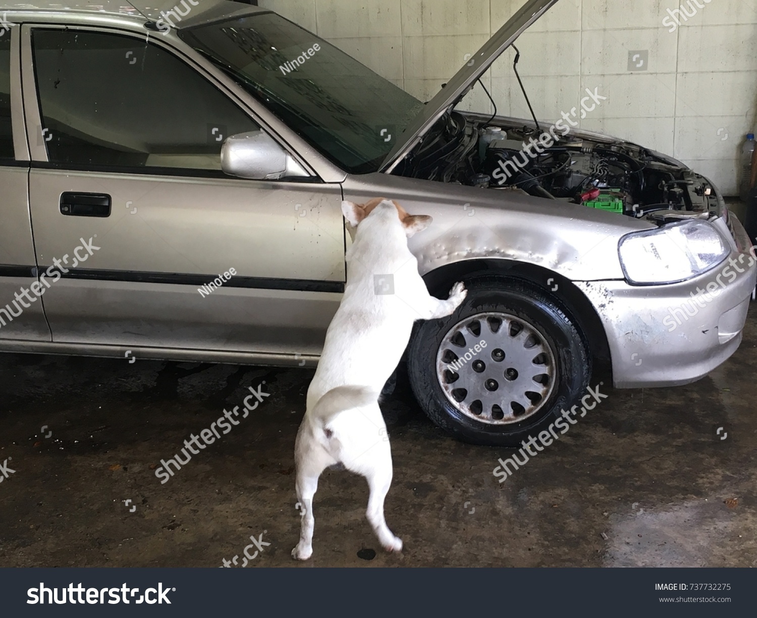 can a dog scratch a car