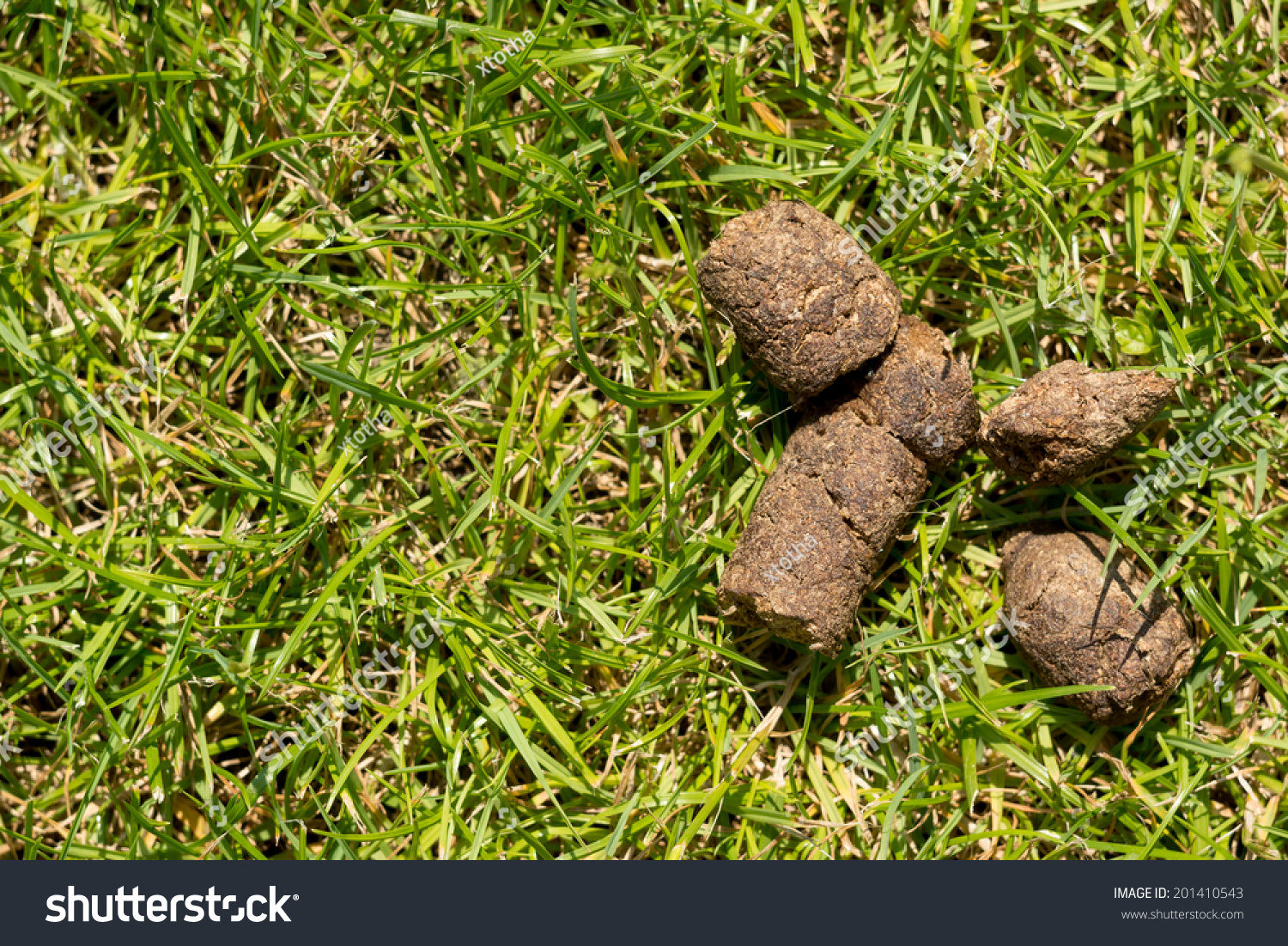 Dog Shit Stock Photo 201410543 - Shutterstock