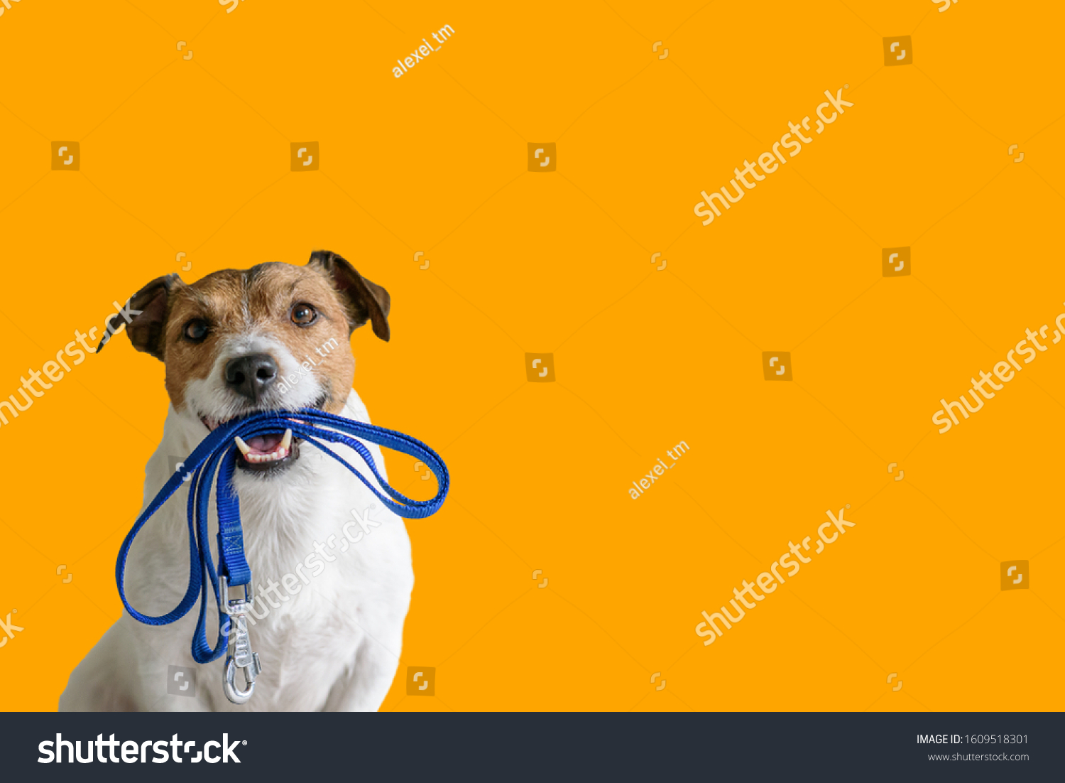 809 Dog lead mouth Images, Stock Photos & Vectors | Shutterstock