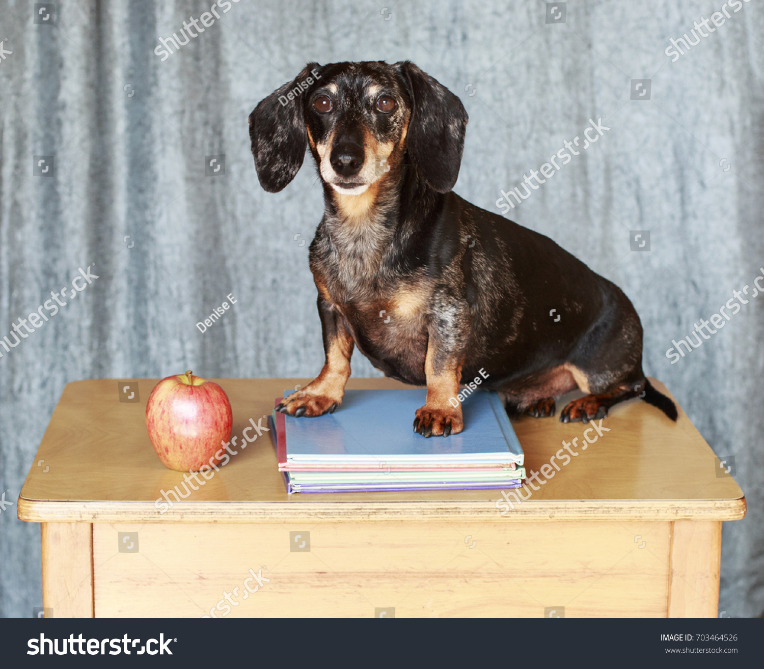 Dog Sitting On Desk Ready Back Stock Photo Edit Now 703464526