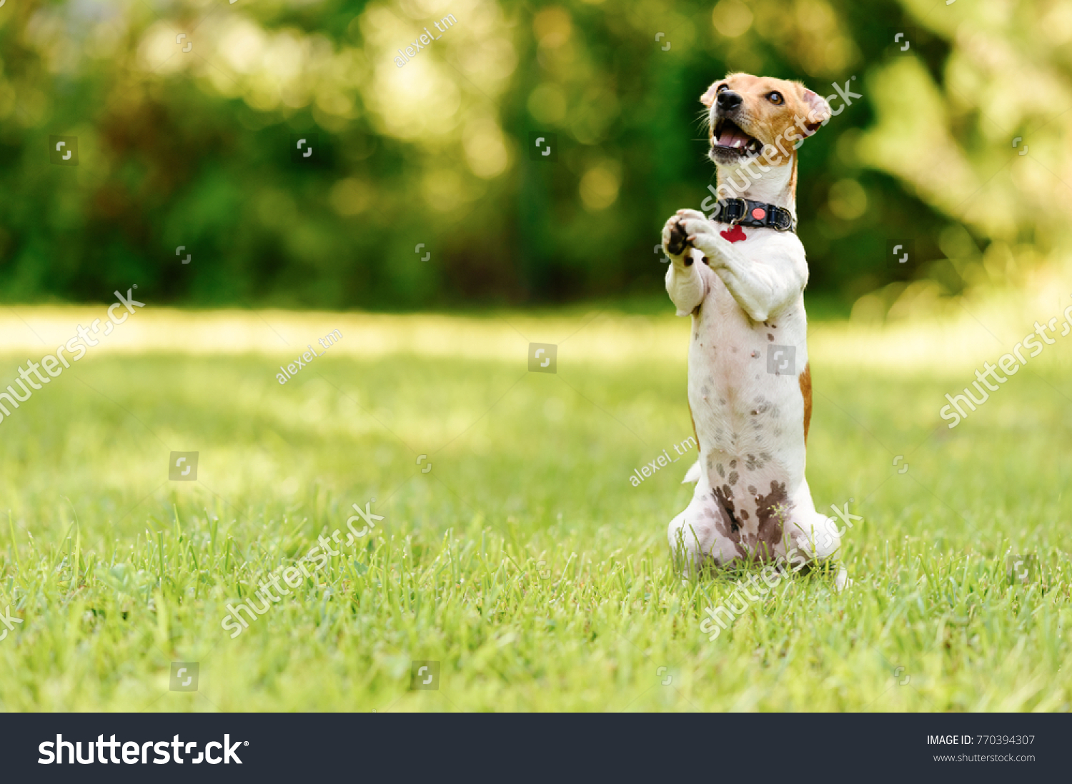 dog-praying-images-stock-photos-vectors-shutterstock