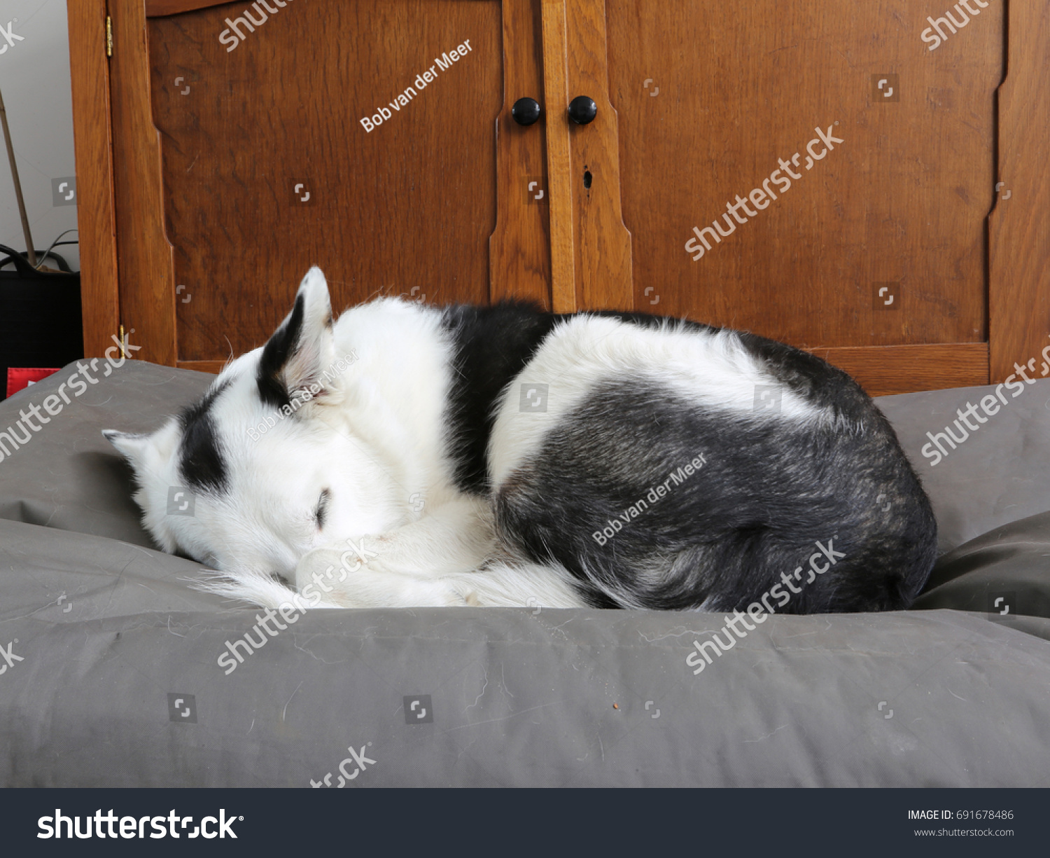 Dog Sleeping On Fatboy Luna Sleeping Stock Photo Edit Now 691678486