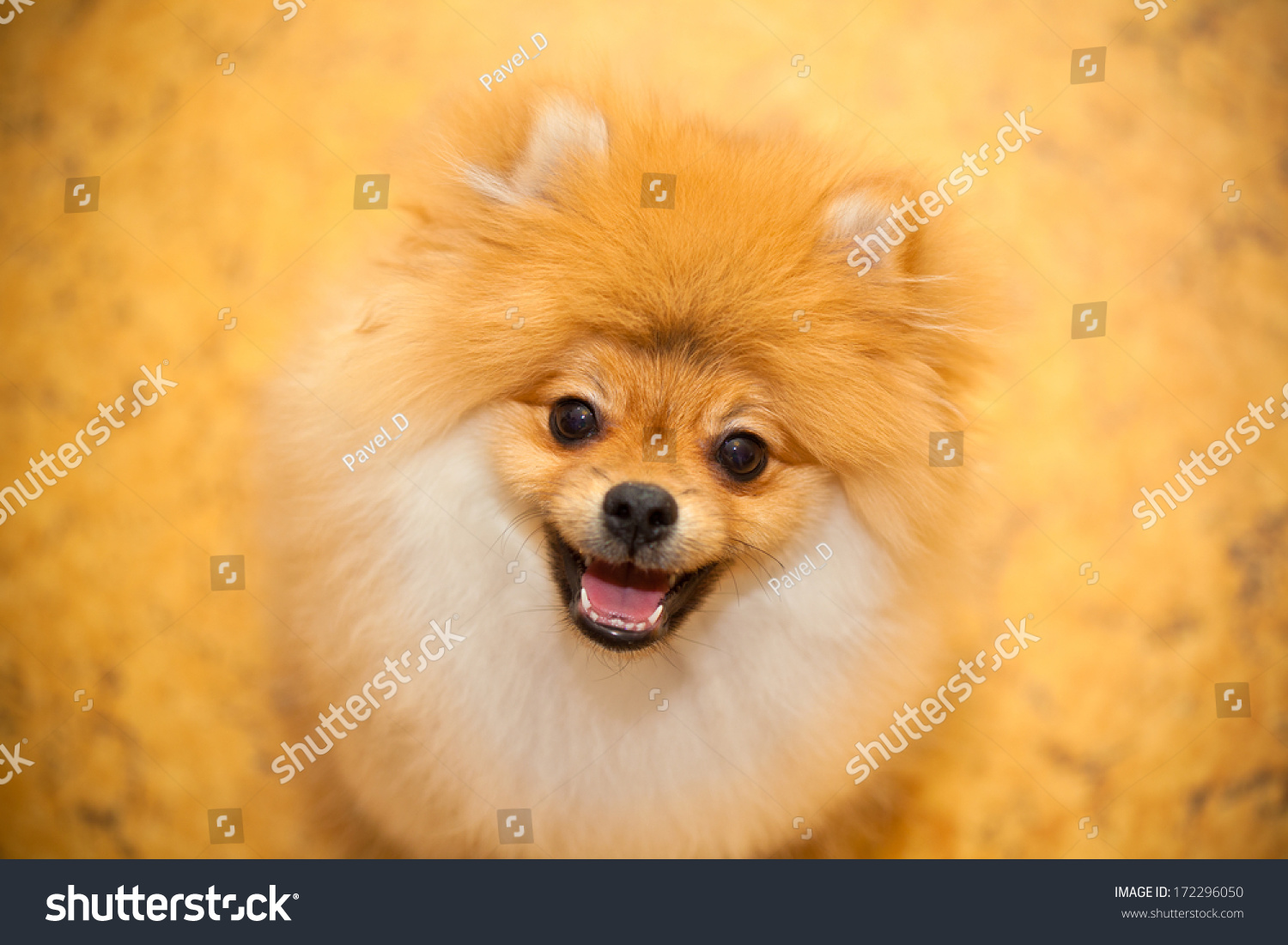 Dog Spitz Orange Small Dog Breeds Stockfoto 20   Shutterstock