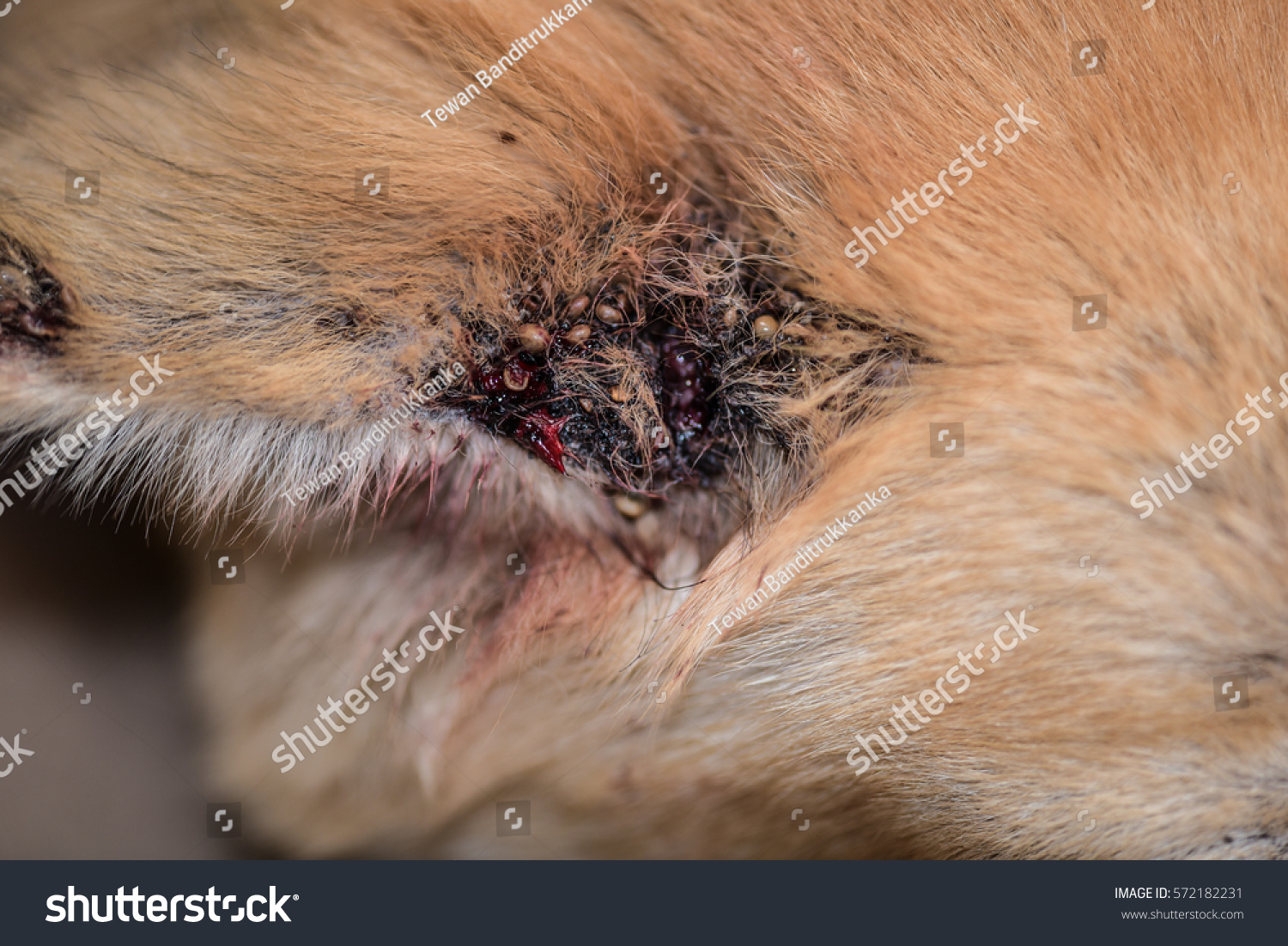 Dog Ticks On Dog Ear Stock Photo Edit Now 572182231