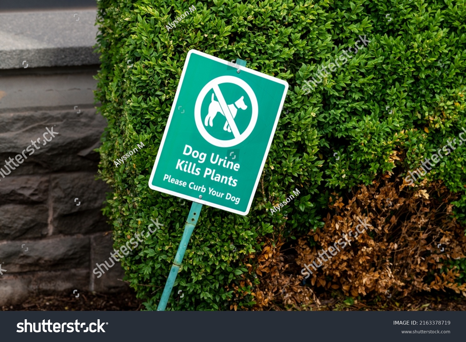 Dog Urine Kills Plants Please Curb Stock Photo 2163378719 | Shutterstock