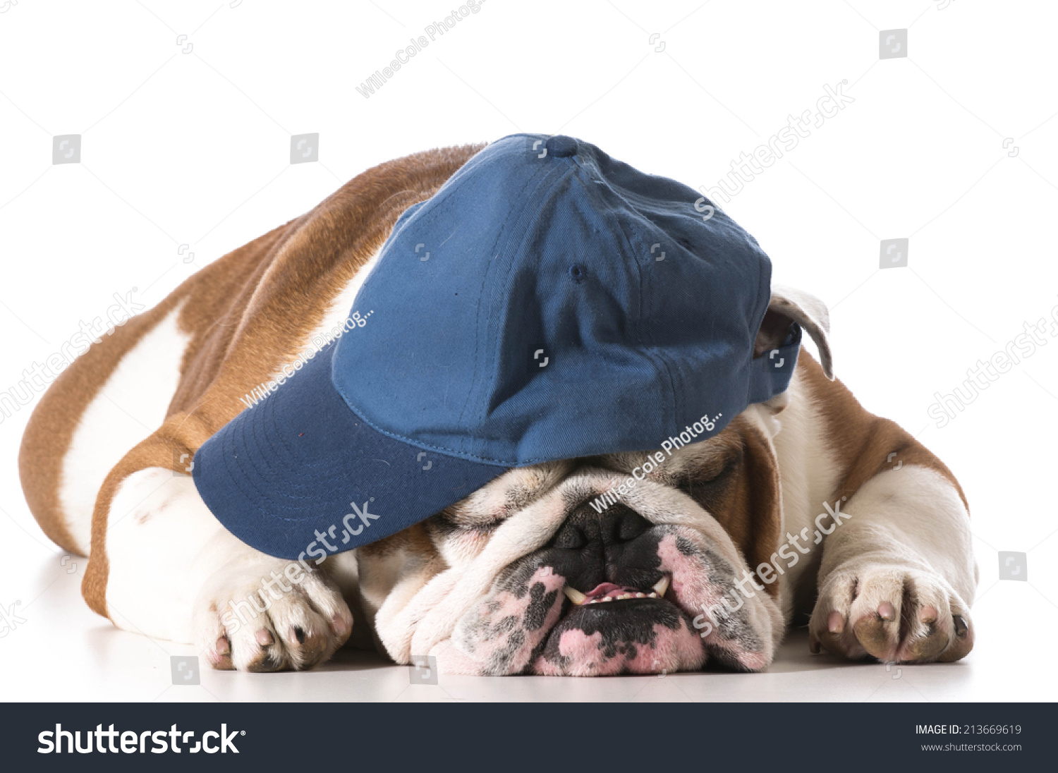  Coral Classic  Template Design Featuring Dog Wearing Baseball