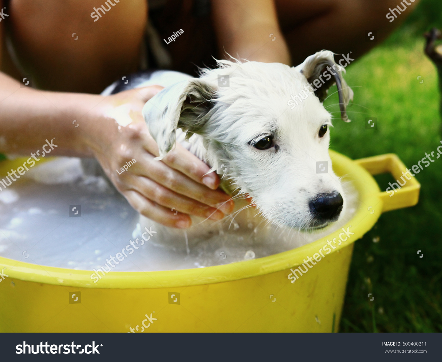 Dog Grooming Wash Basin Dog Grooming Wash Basin