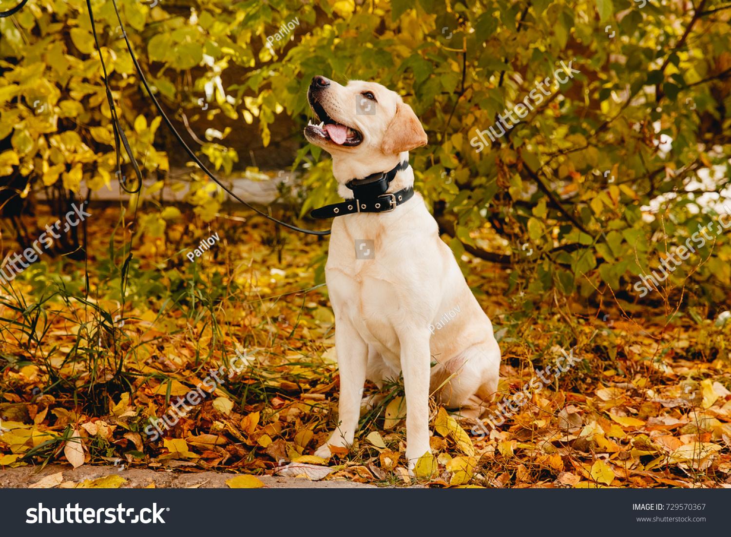 215 Invisible Fence Images Stock Photos Vectors Shutterstock   Stock Photo Dog With Electric Shock Collar On Outdoor 729570367 