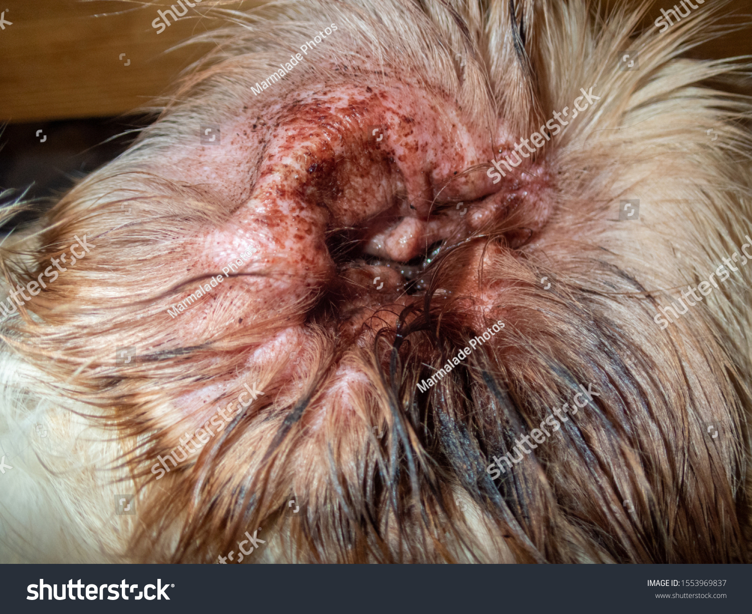ear mite infection in dogs