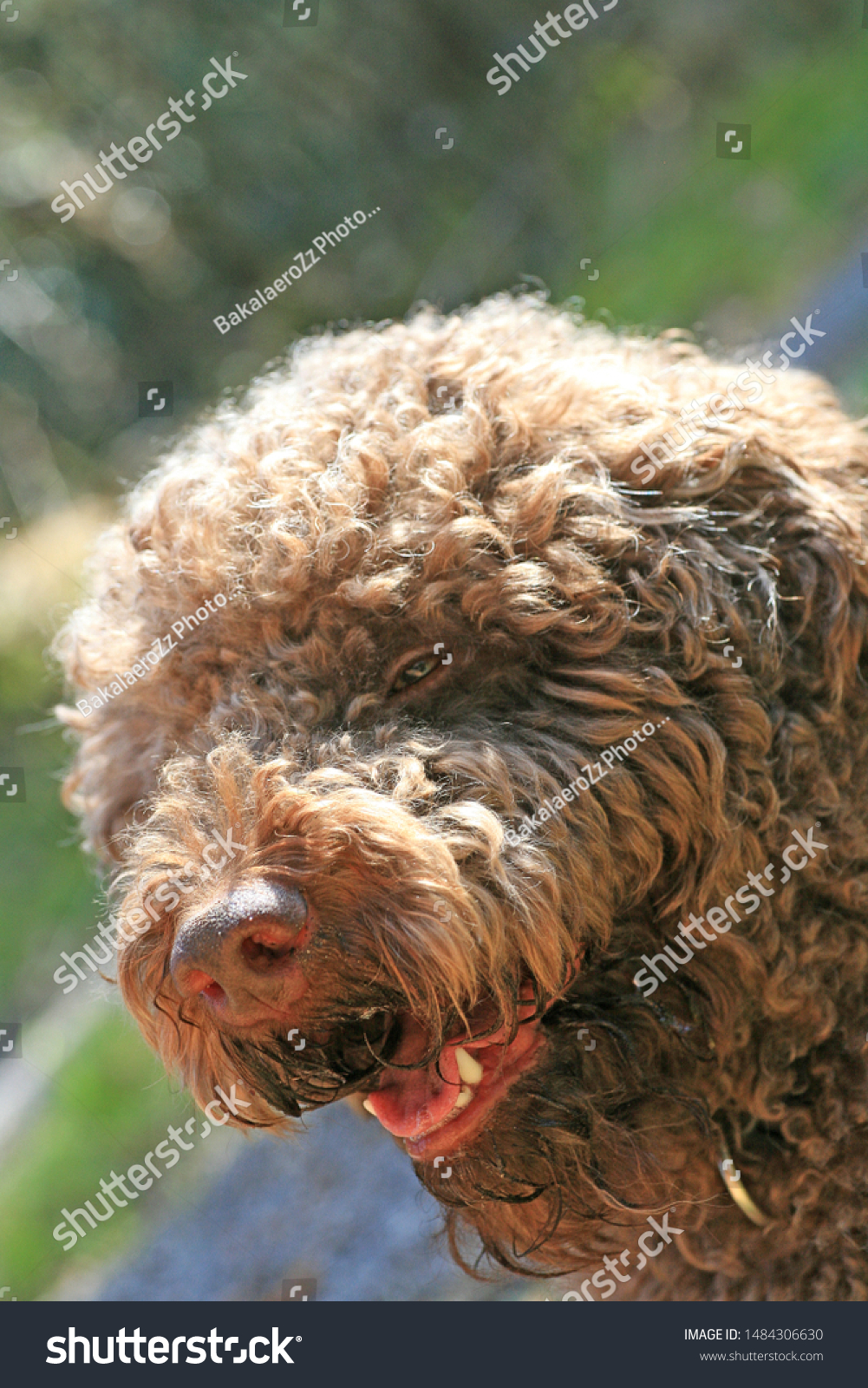 airedale long hair