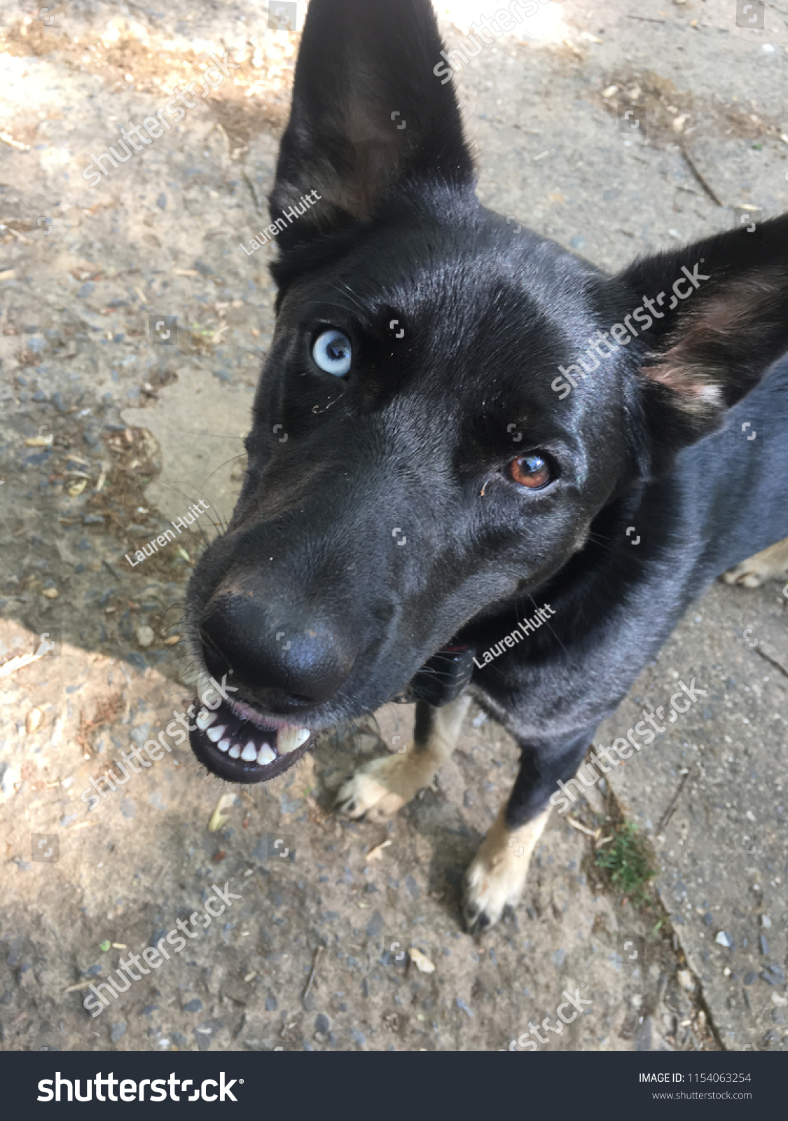 Dog One Blue Eye One Brown Stock Photo Edit Now Dog One Blue Eye One Brown Stock Photo Edit Now