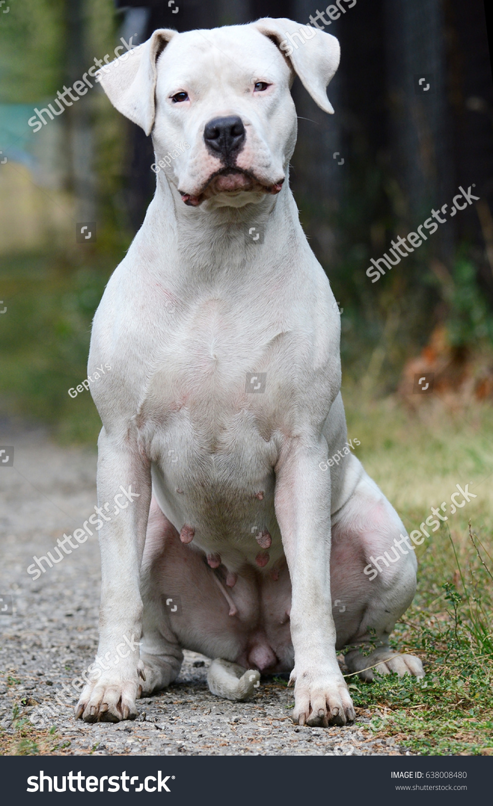 Hakuun Dogo Argentino Female Sitting Summer Liittyva Arkistovalokuva Muokkaa Nyt 638008480