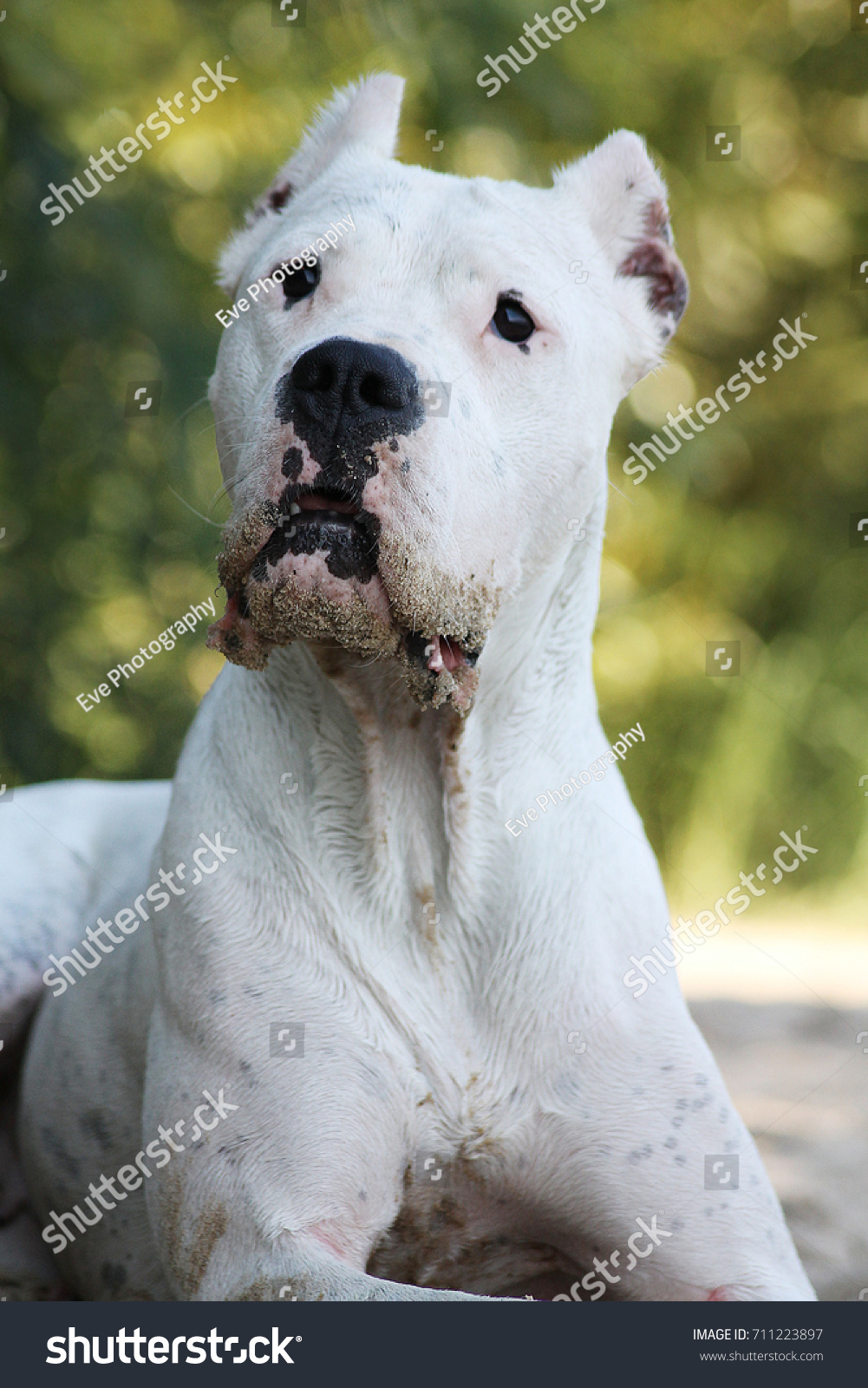 Hakuun Dogo Argentino Portrait Liittyva Arkistovalokuva Muokkaa Nyt 711223897