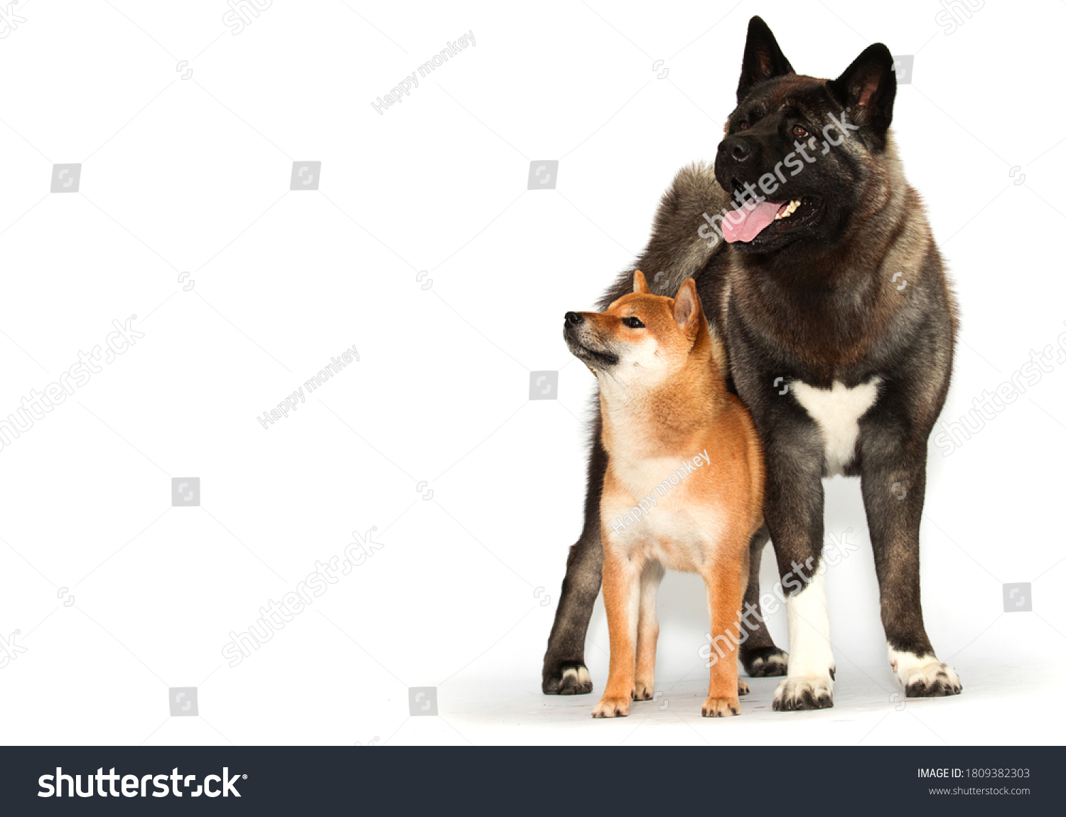 Dogs American Akita Shiba Inu Looking Stock Photo 1809382303 | Shutterstock