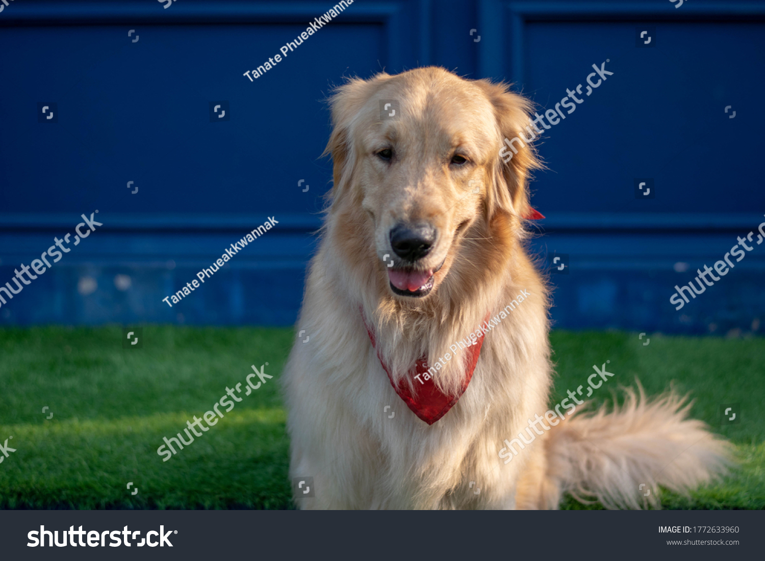 dogs-coffee-shop-bangsaen-chonburi-stock-photo-1772633960-shutterstock