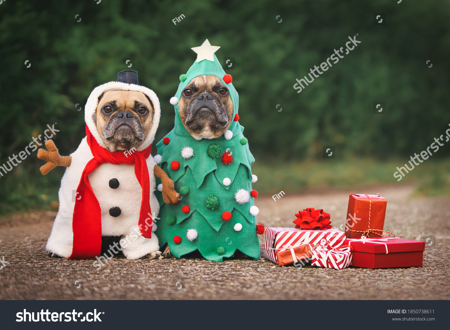 dogs in christmas costumes