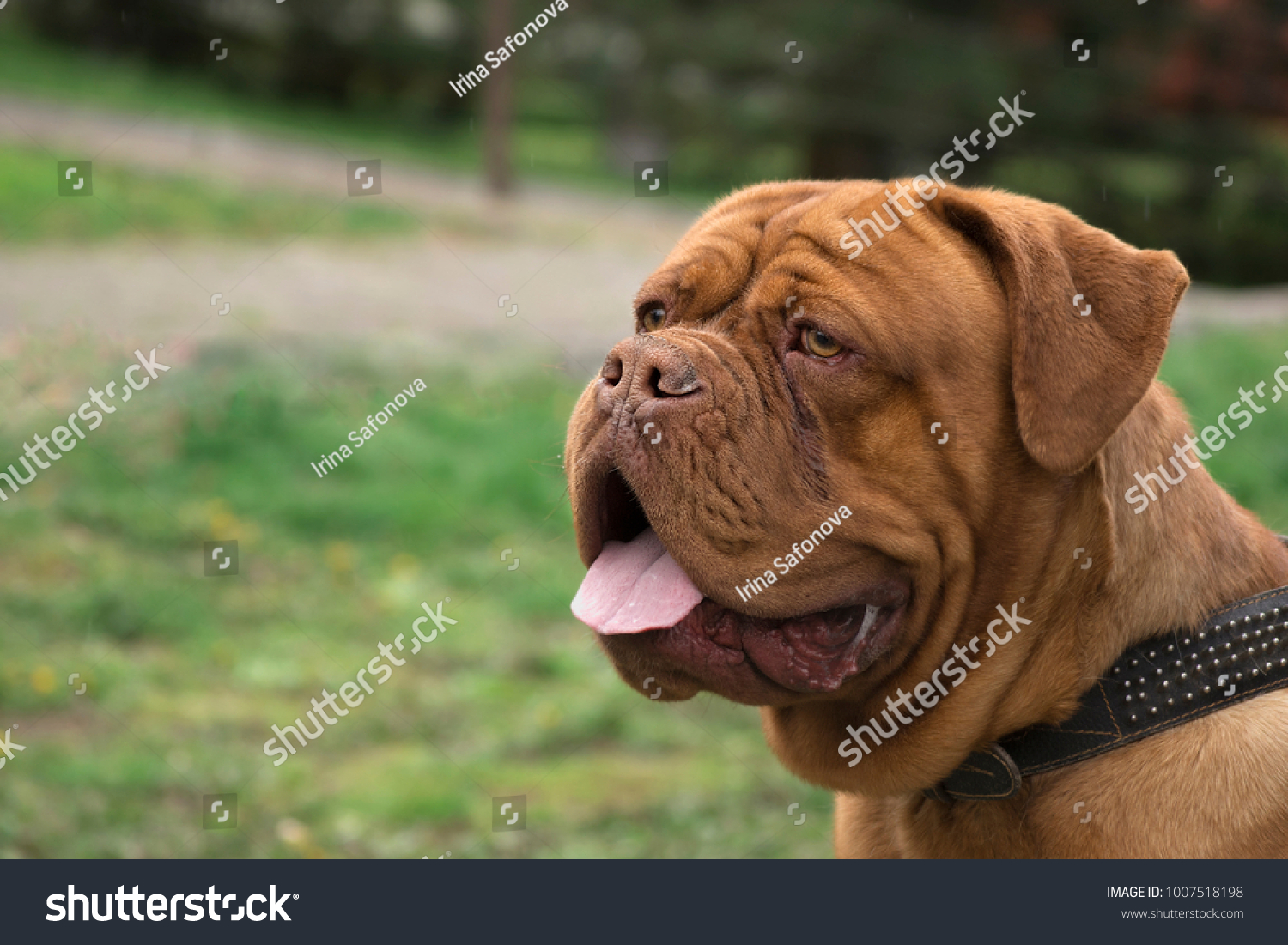 large french mastiff