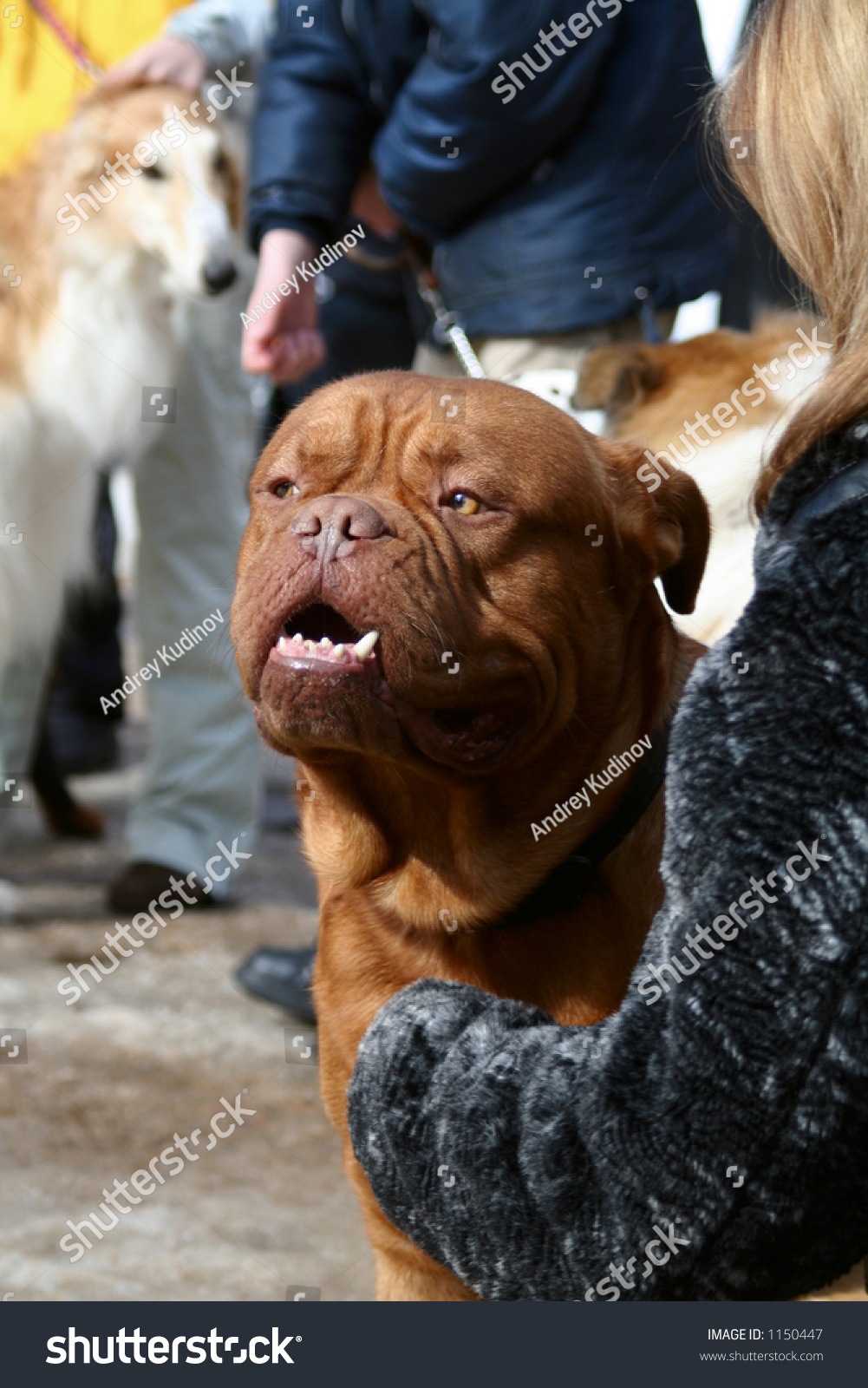 Dogue De Bordeaux French Mastiff Bordoss Animals Wildlife Stock Image 1150447