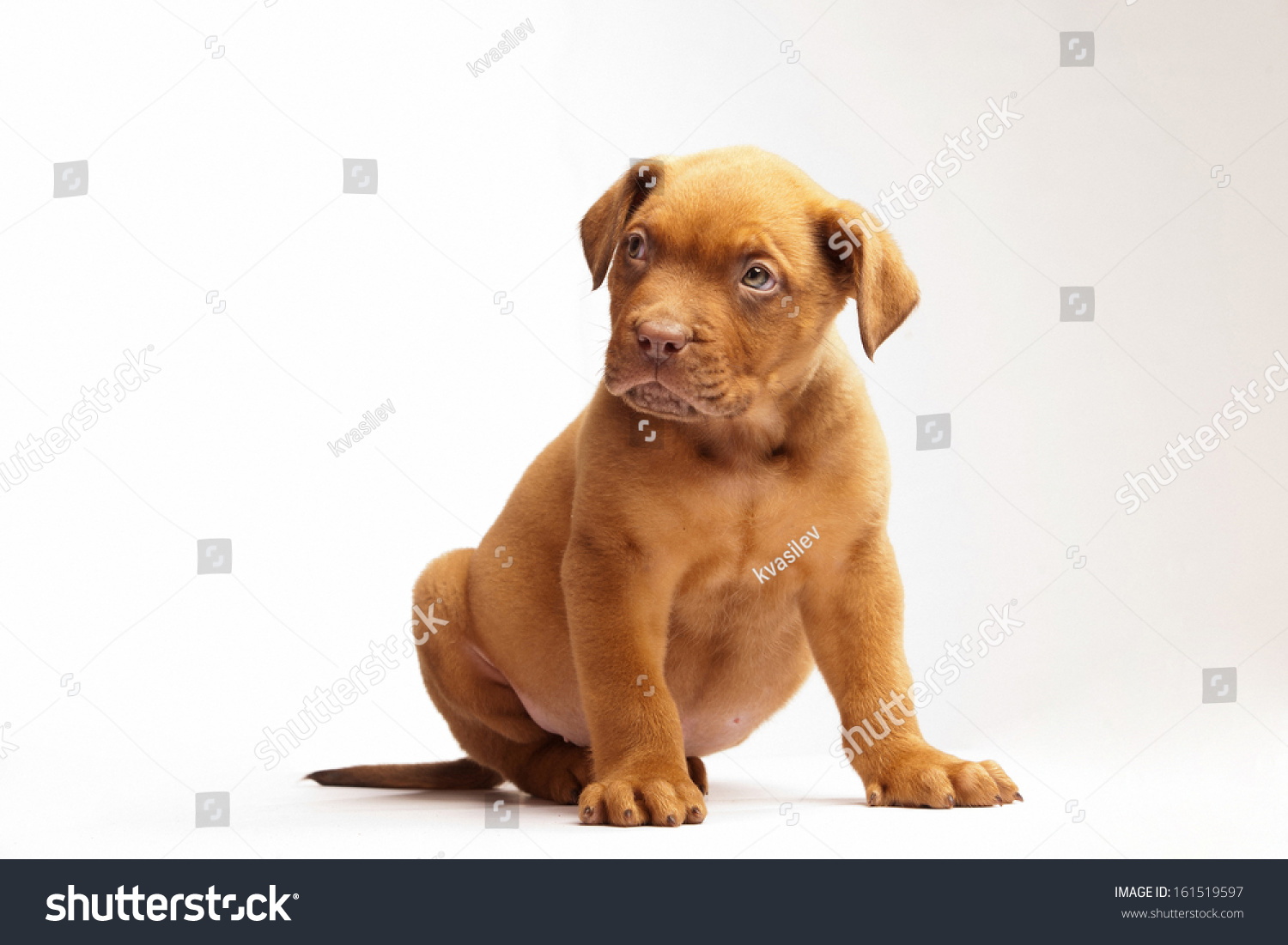 Newborn Puppy Dogue De Bordeaux Sitting Stock Photo Edit Now