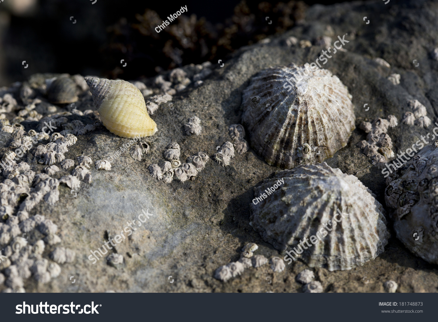 Dogwhelk Barnacles Limpets On Rock Osmington Stock Photo 181748873 ...