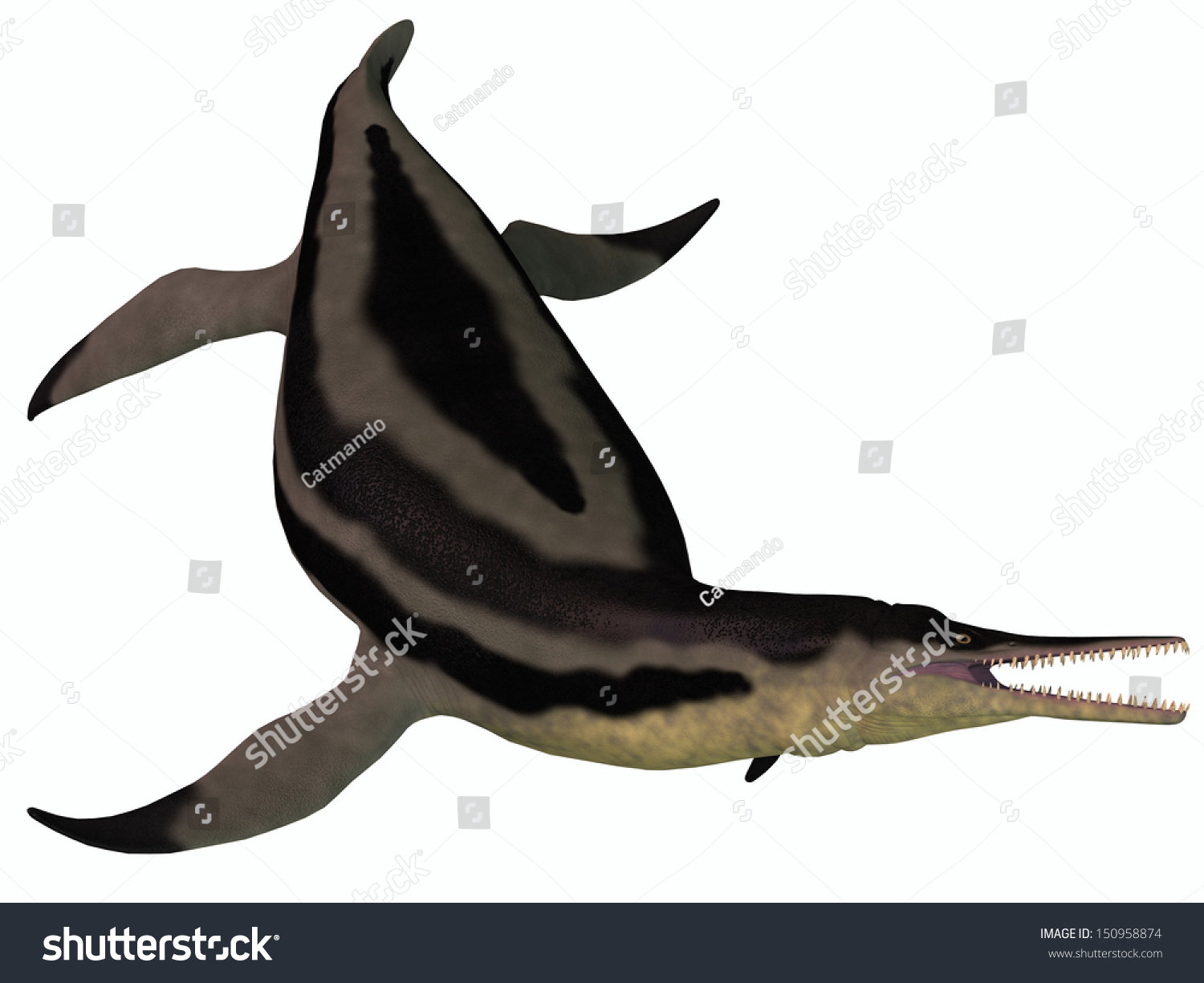 Dolichorhynchops Plesiosaur On White - Dolichorhynchops Is An Extinct ...