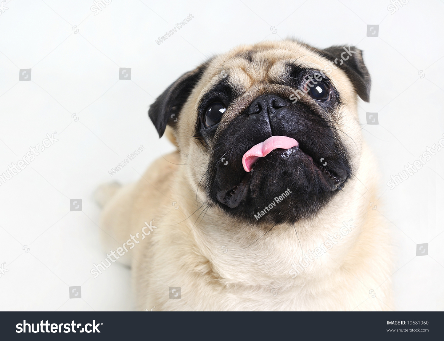 Isolated Pug in a Christmas suit Christmas time New Year Portrait od dog in the Santa suit