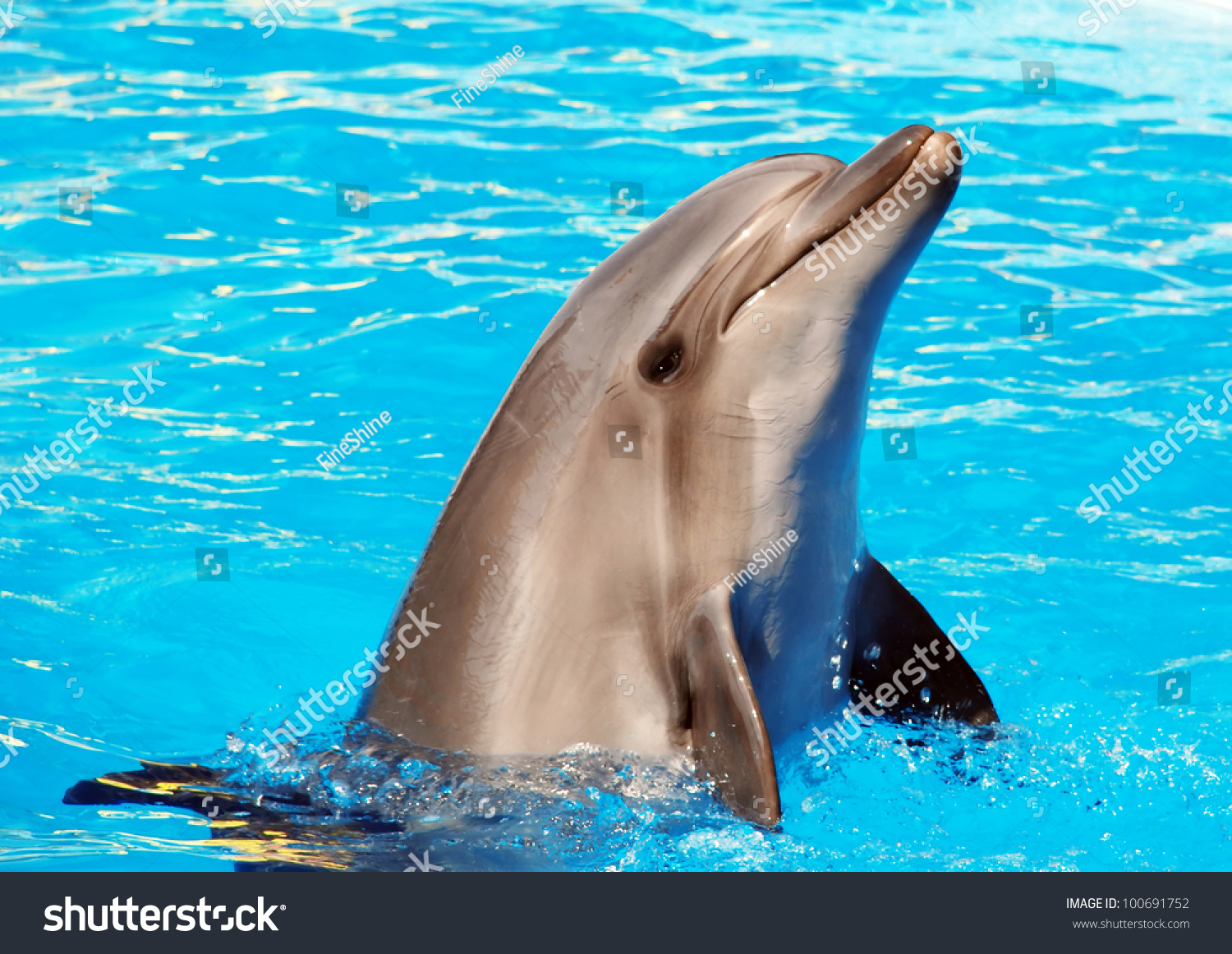 Dolphins Stock Photo 100691752 : Shutterstock